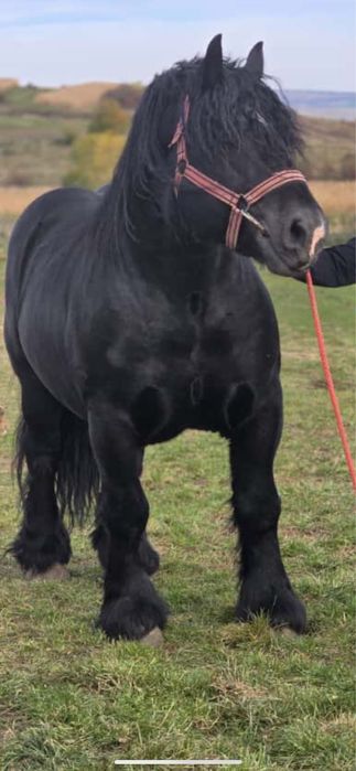 Armasar pentru monta