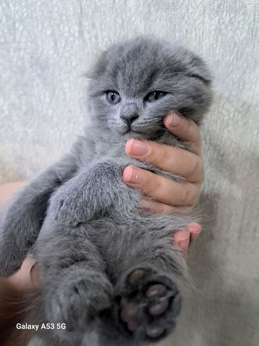 Продаются котята