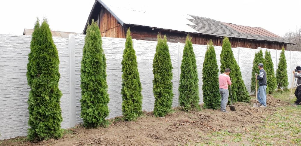 Vindem tuia smaragd de mai multe dimensiuni