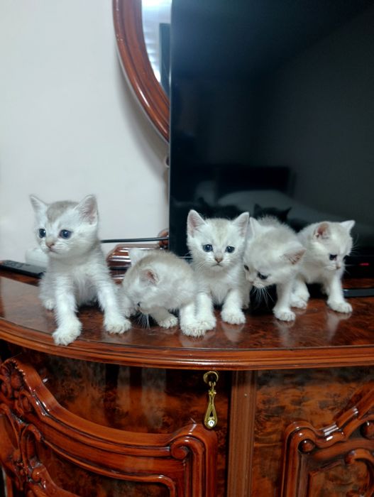 Продам британских котят