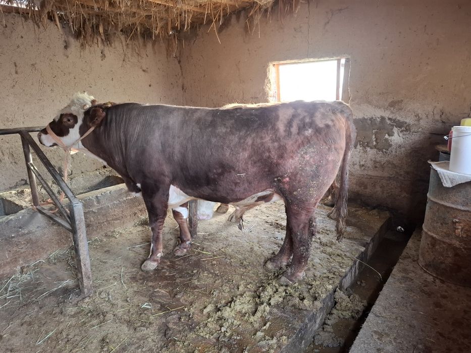 Бычка 2 года 2 бычка