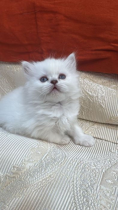 Вязка. Шотландский вислоухий кот.