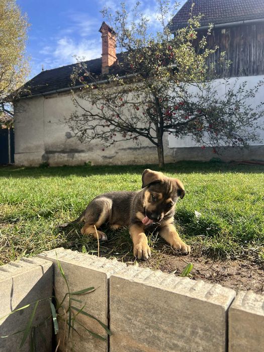 Adoptie: pui ciobanesc german 2 luni Brasov, Bucuresti, Sibiu