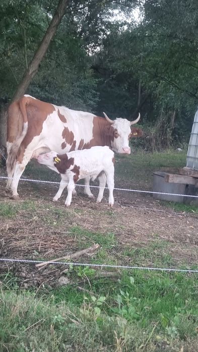 Vand vițel de 2 săptămâni