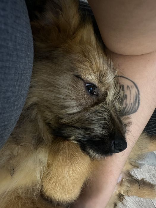 Отдам в добрые руки щенков