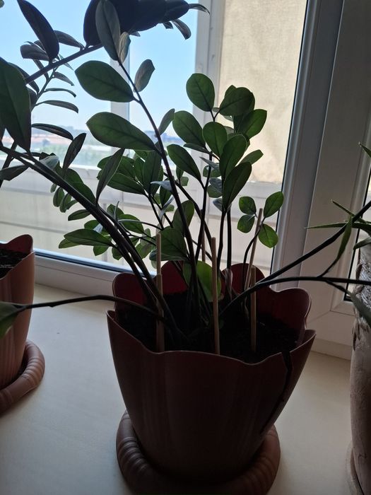 Денежное дерево  большой