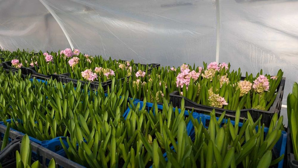 Zambile la ghiveci – Blue Jacket, Splendid Cornelia, Fondante