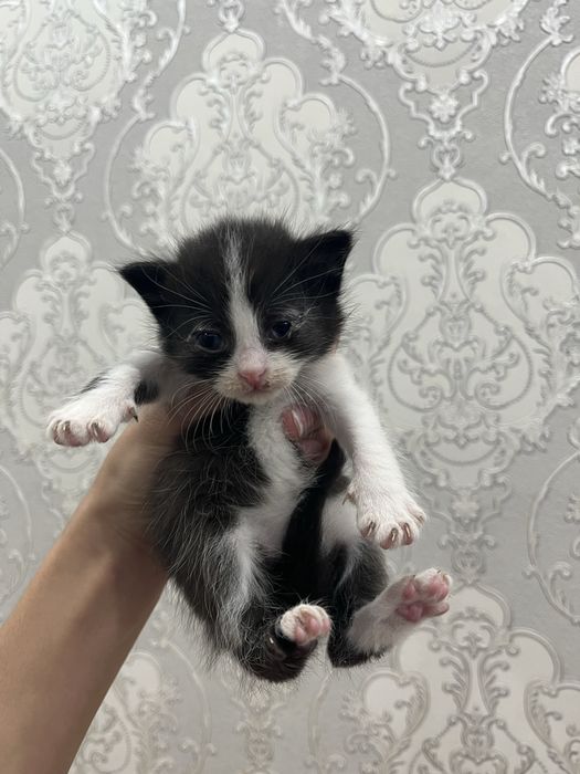 Котенки породистые