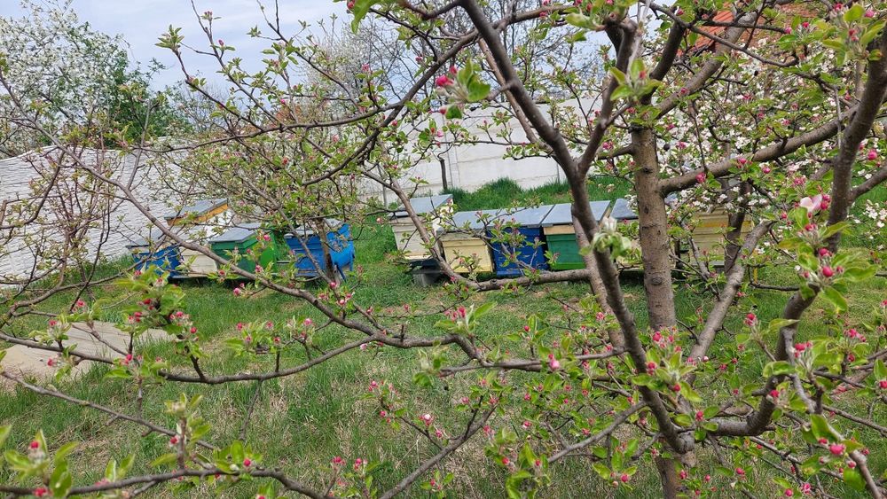 Familii de Albine de vânzare