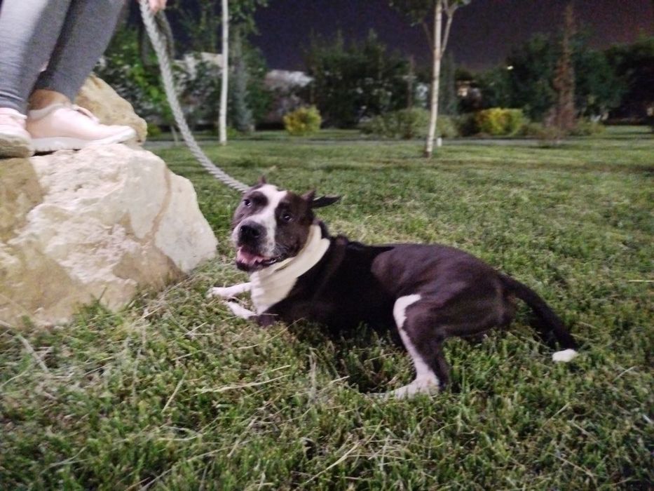 Питбуль и Чихуахуа смешанная с таксой