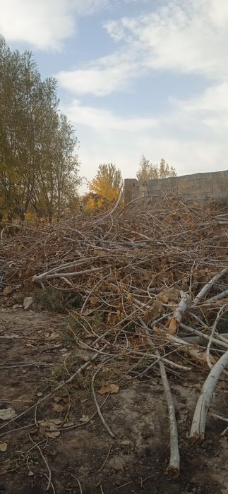 Утин сотилади терак шохлари