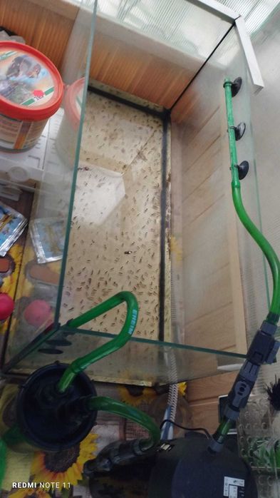 Acvariu pentru broaste testoase