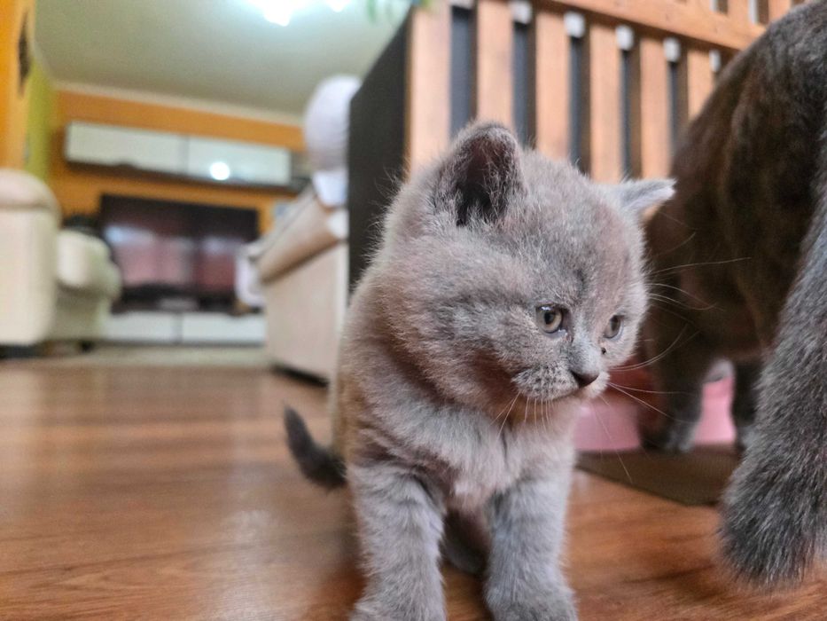 Британски котета