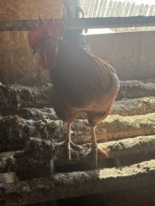 Петухи молодняк