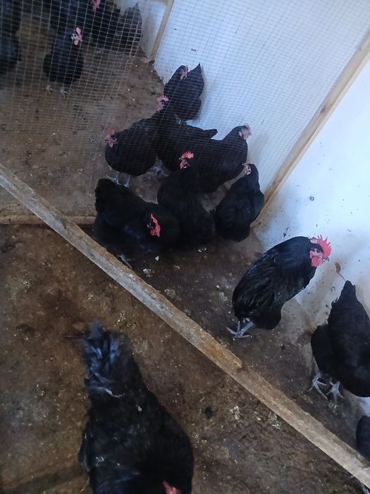 Брама товук тухуми сотилади зот дор