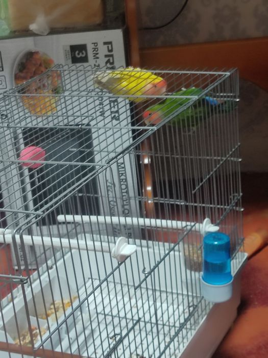 Продам Лутинов вместе клеткой домиком