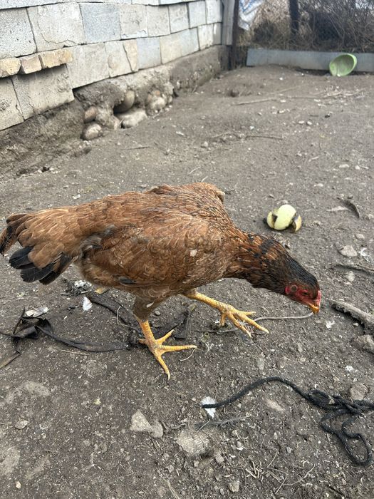 Даканка тулачкаа