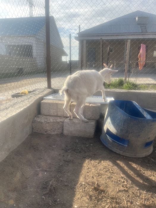 Заанен шыбыш сатамын