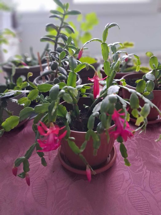 Стайни растения - Коледниче ,Кактуси, Шефлера
