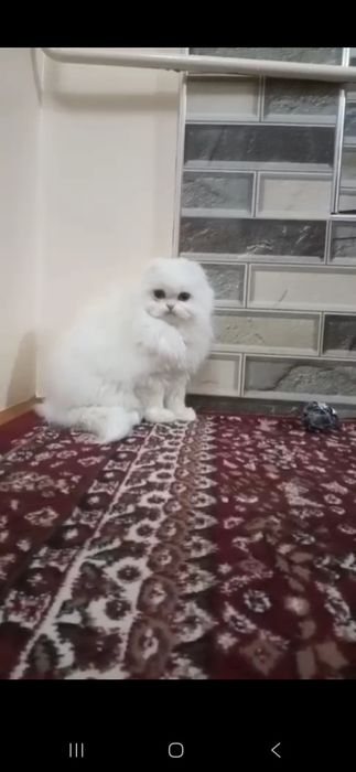 Toza zotli mushuk