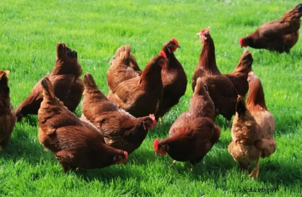 Куры несушки ломан браун.