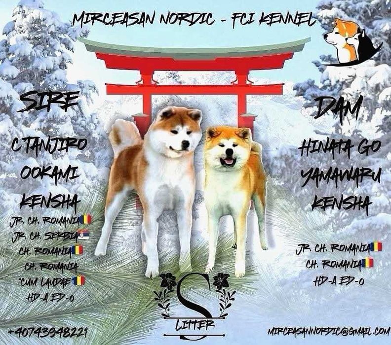 Pui Akita inu, femelă, părinți multipli campioni!