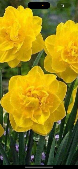 Bulbi de narcise 50 lei kg