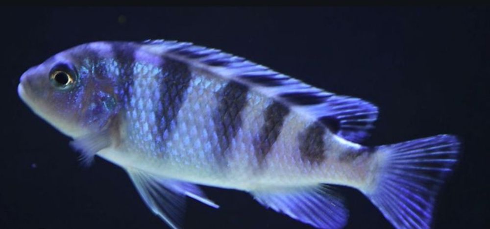 Псевдо трофеус ломбардо 6шт в одни руки