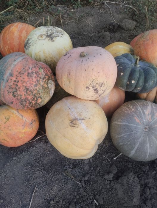 Продам кормовую тыкву