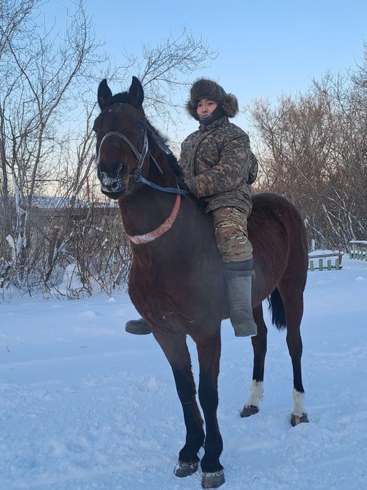 Продам жеребец английский Продам