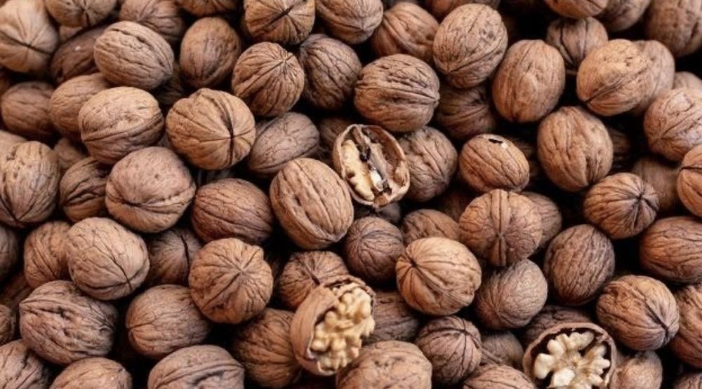 Орех греческий жангак