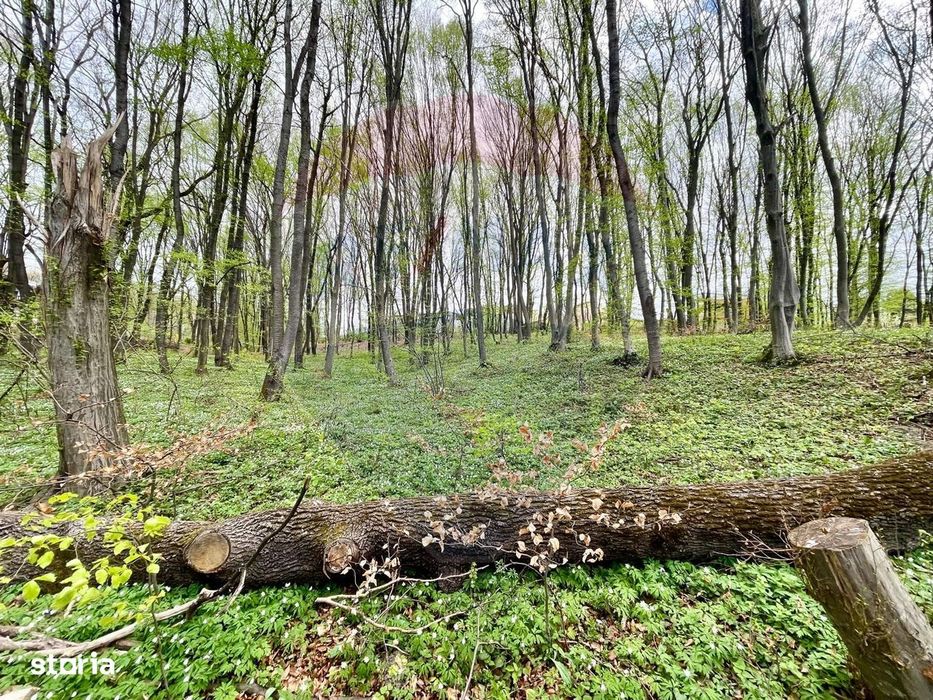 Teren cu suprafata de 10.000 mp I Faget