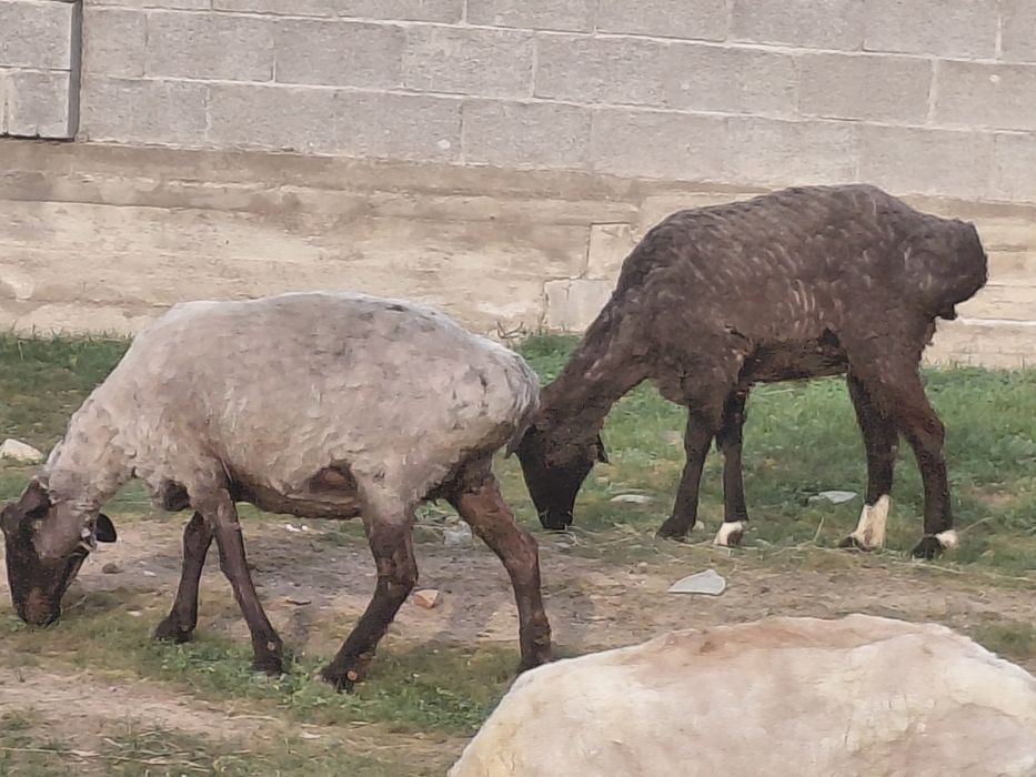 Тоқты қойлар сатылады