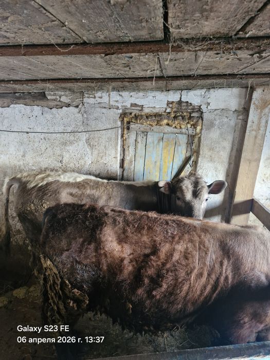 Продам быков      .