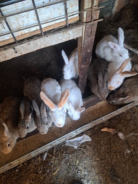 Кролики Калифорния