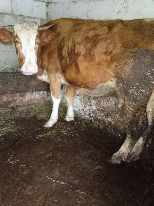 Vând vacă de 5 ani