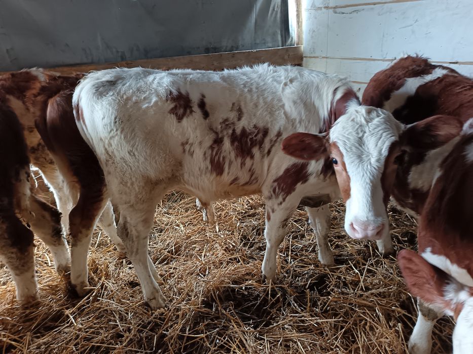 Vând vitei bălțat 4 femele și 2 mascul