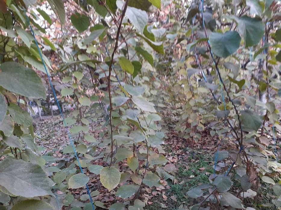 Йирик Киви кучатлари