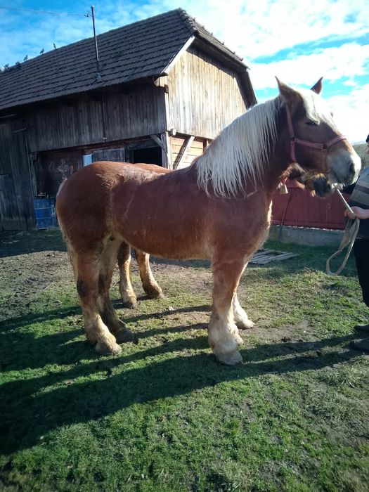 De vanzare iapa semigrea