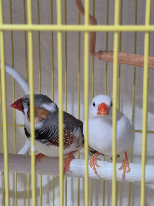 Зебровые амадины