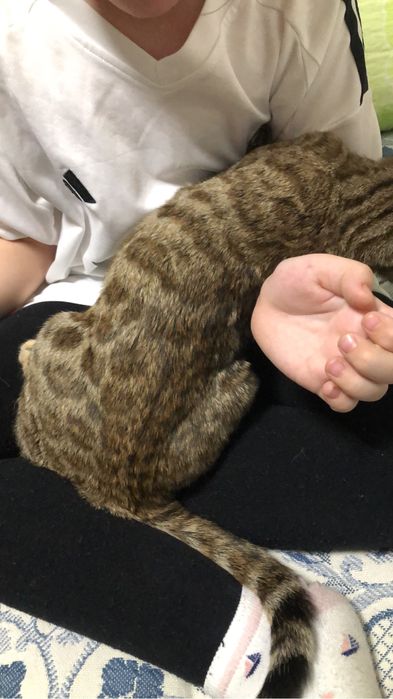 Котенок бенгальский