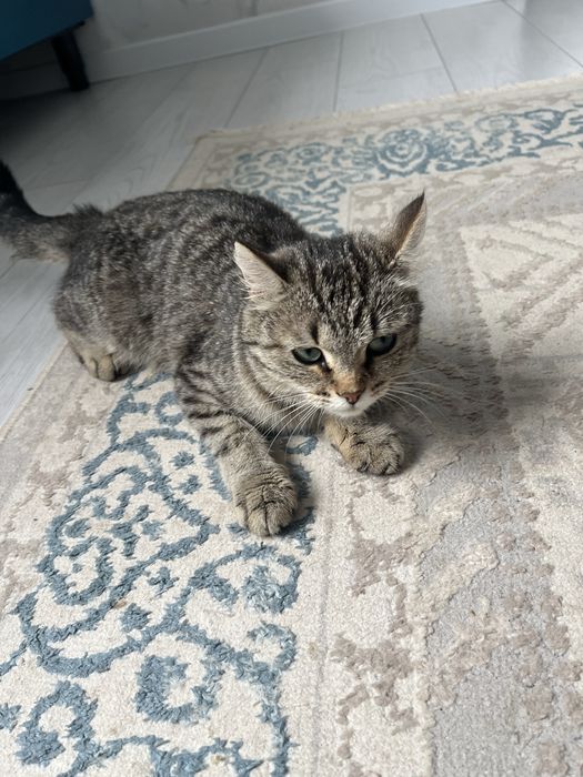 Кошка с девочкам бесплатно дам