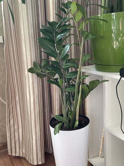 Комнатные цветы для души