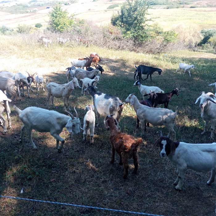 Vând capre și iezi