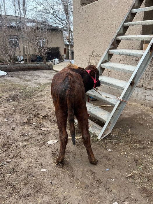 Букача соглом сифат