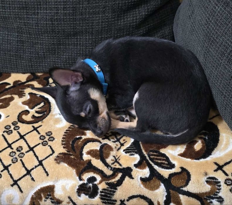 Продавам пинчер чихуахуа