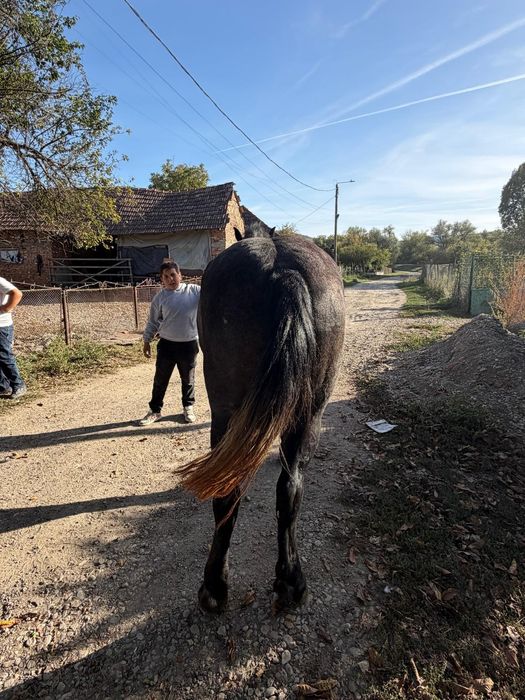 Vad mânză de doi ani sură