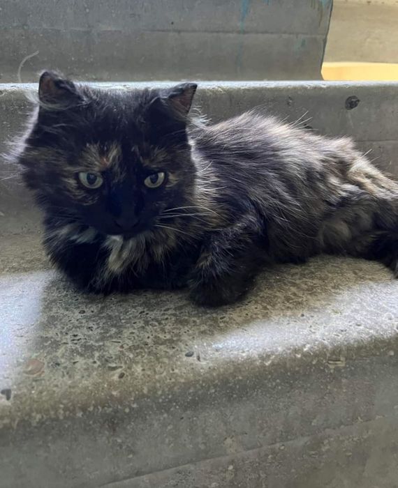 Lady, 4 года, стерилиз., паспорт+, привита.