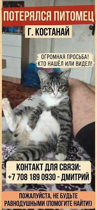 Потерялась Кошка