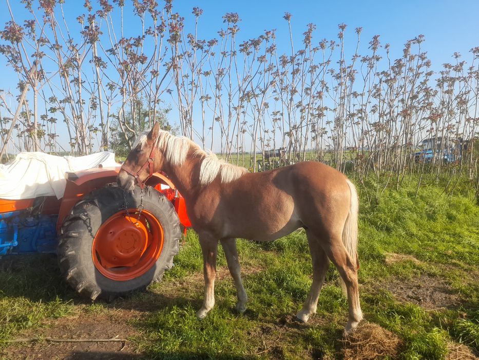 De Vânzare Mânz  din Cai Mari are 11 Luni Fac Schimb Cu Viței Tăurași